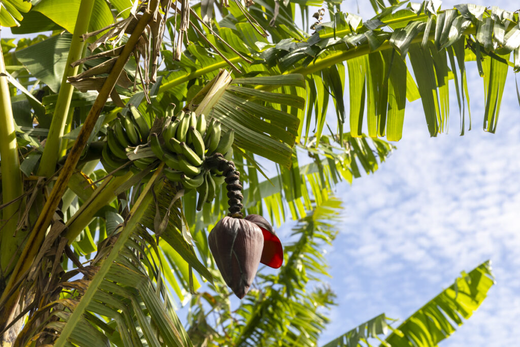 Native flowers and banana trees in Hana Rainforest during Maverick Helicopters landing Maui