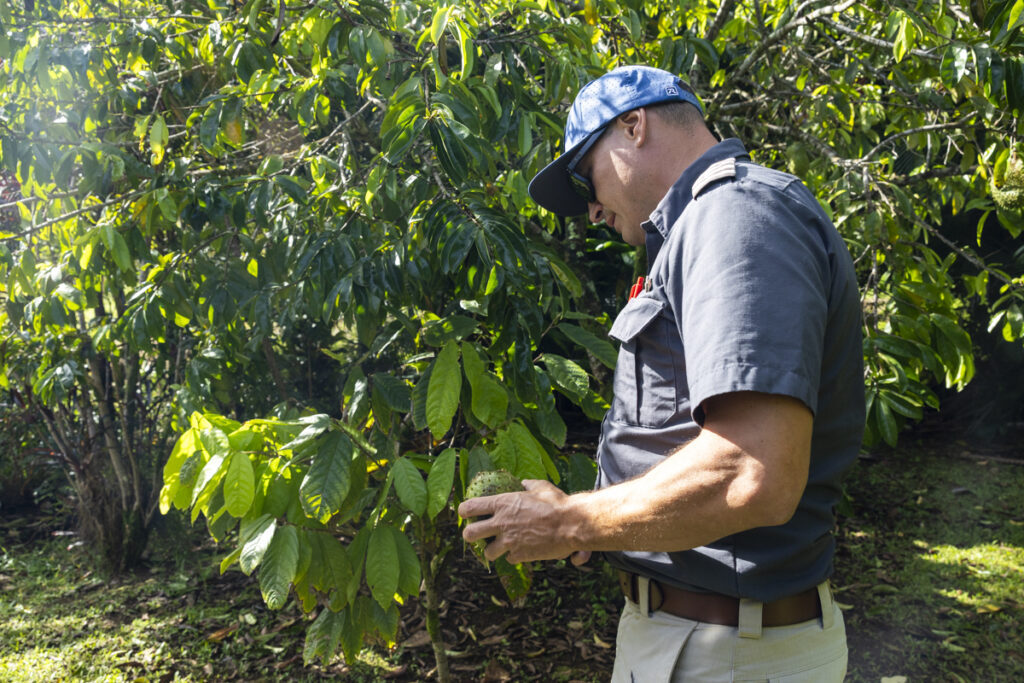 Pilot guide opening tropical fruit in Hana Rainforest during Maverick Helicopters landing Maui