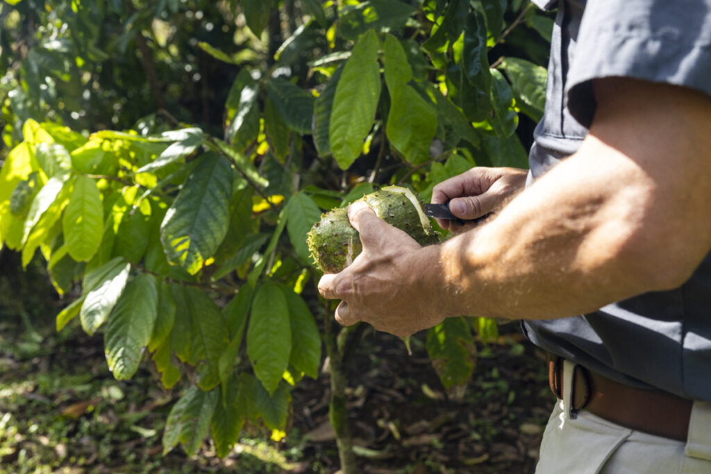 Pilot guide opening tropical fruit in Hana Rainforest during Maverick Helicopters landing Maui