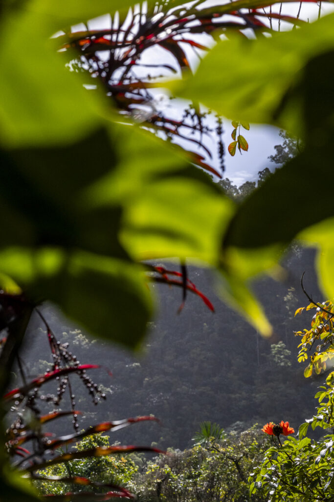 Canyon walls and tropical vegetation at Hana Rainforest landing site Maui