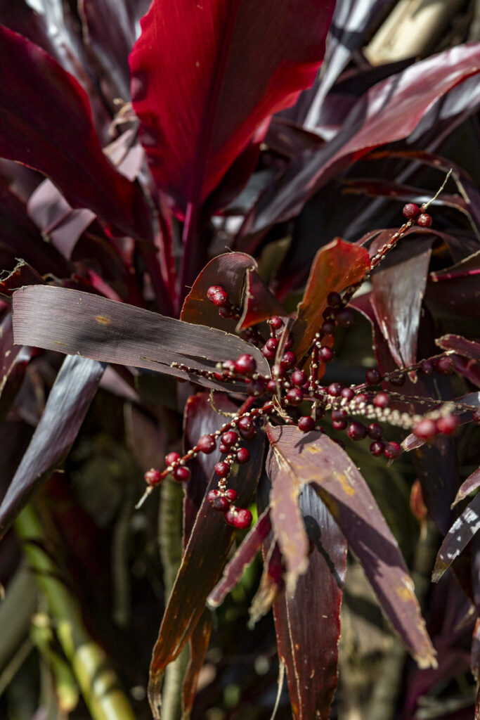 Native flowers and banana trees in Hana Rainforest during Maverick Helicopters landing Maui