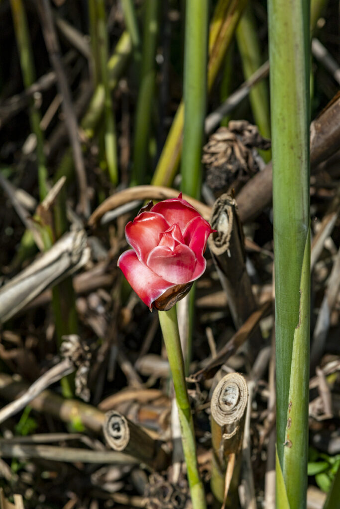 Champagne mimosa toast in Hana Rainforest during Maverick Helicopters tour Maui