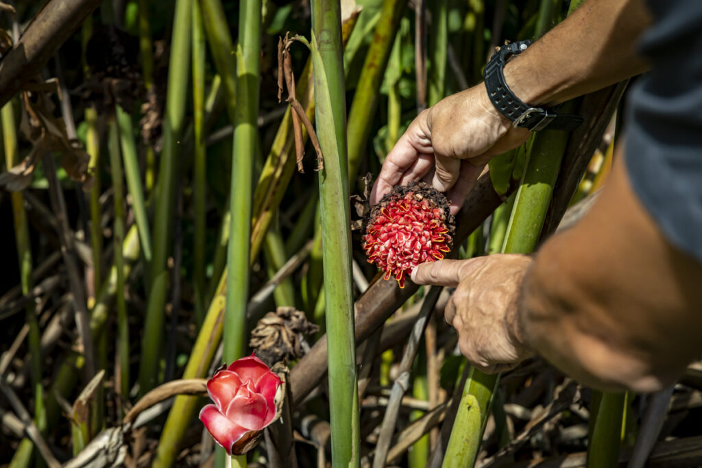 Guests exploring Hana Rainforest during Maverick Helicopters landing Maui